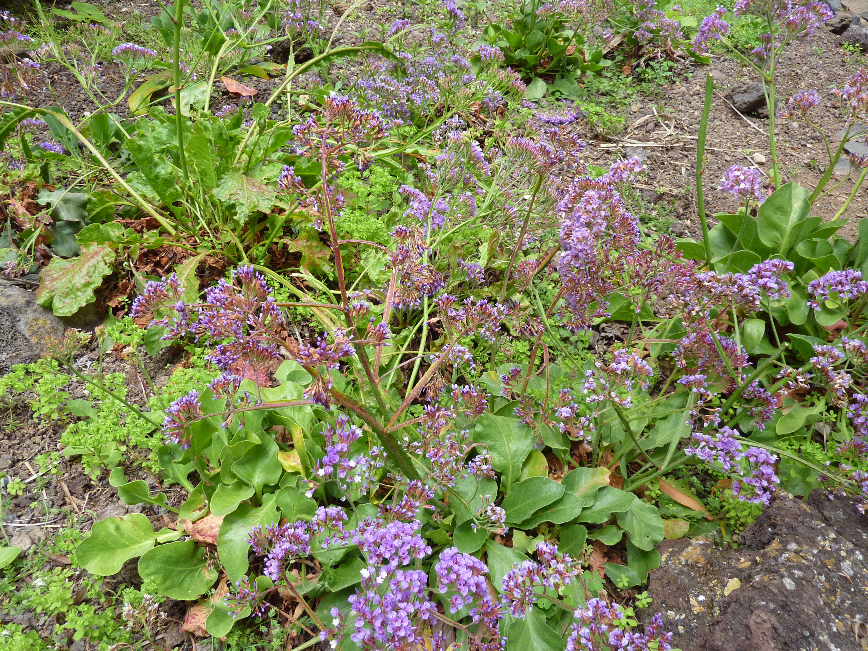 Image of Limonium bourgeaui (Webb) O. Kuntze