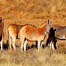 Image of Cape mountain zebra