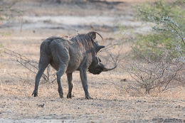 Image of Common Warthog