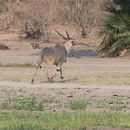 Image of East African eland or Patterson's eland