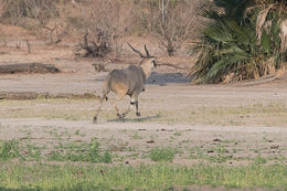 Image of East African eland or Patterson's eland
