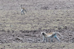 Image of Reddish-green Vervet Monkey