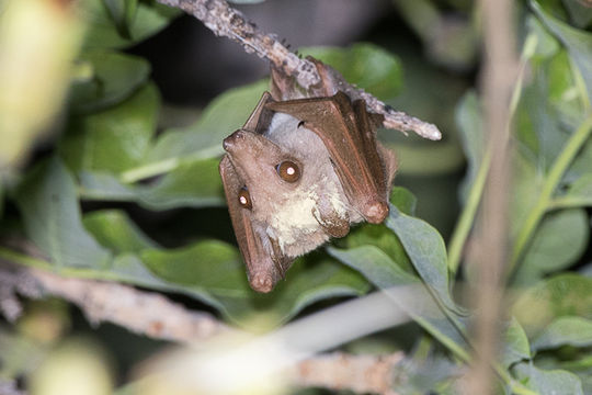 Image of Epauletted Fruit Bats