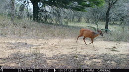 Image of Natal Duiker