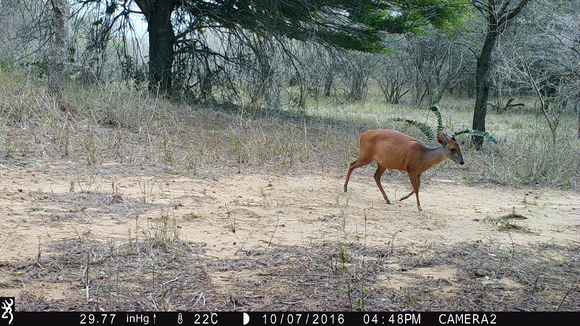 Image of Natal Duiker