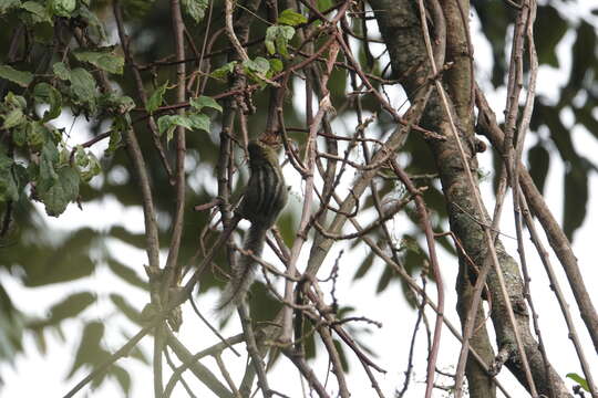 Image of Boehm's Bush Squirrel