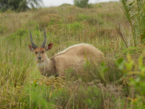 Image of Bushbuck