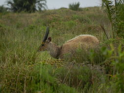 Image of Bushbuck