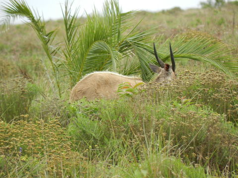 Image of Bushbuck