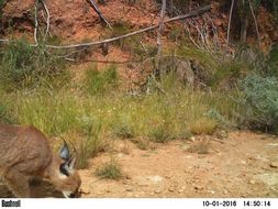 Image of Caracals