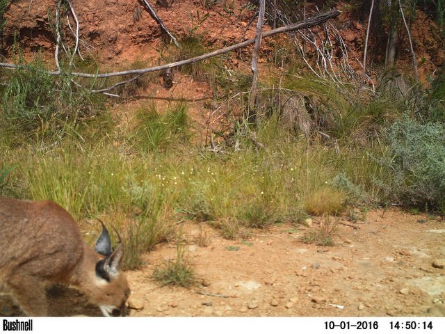 Image of Caracals