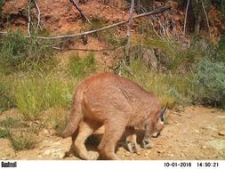 Image of Caracals