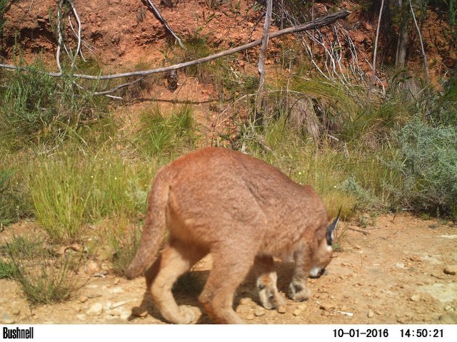 Image of Caracals