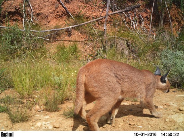 Image of Caracals