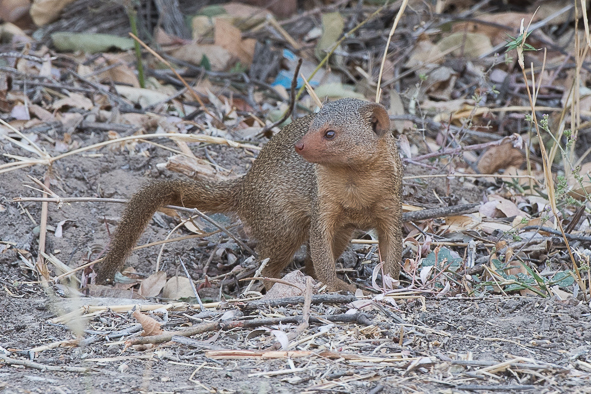 Image of Slender Mongooses