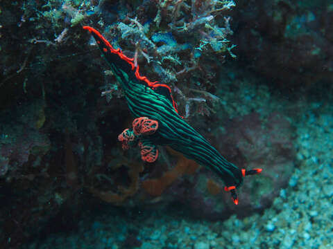 Image of Dusky green spot orange gill black slug