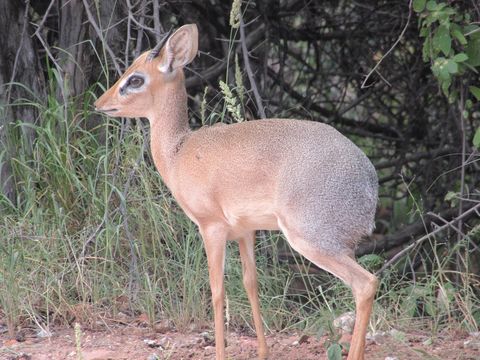 Image of Damara Dikdik