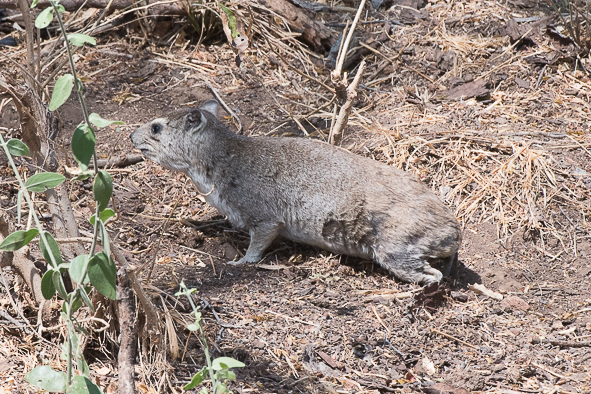 Image of Bush Hyrax