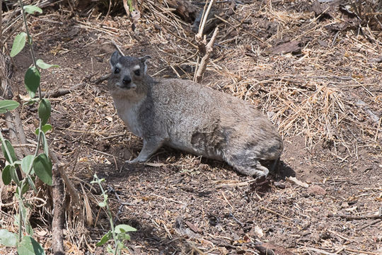 Image of Bush Hyrax