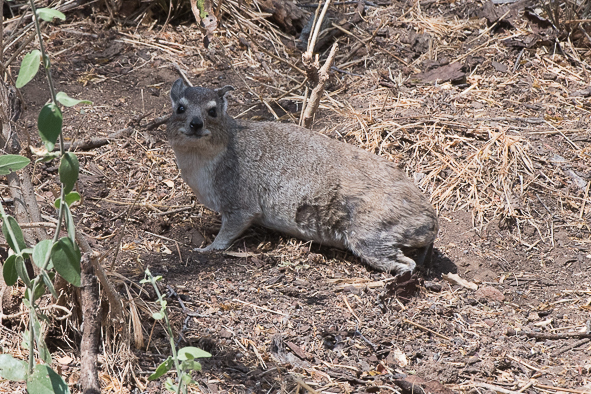 Image of Bush Hyrax