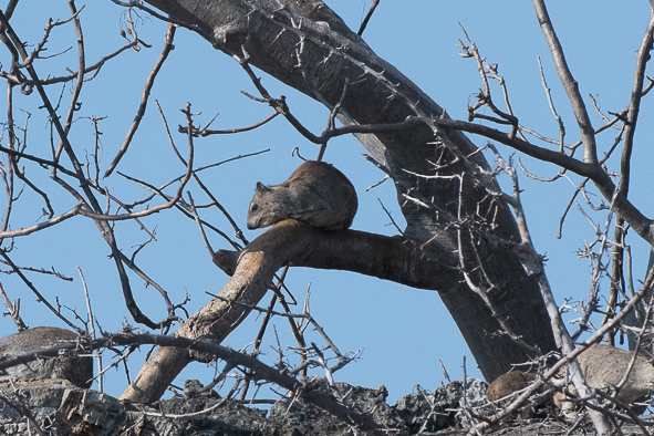 Image of Bush Hyrax