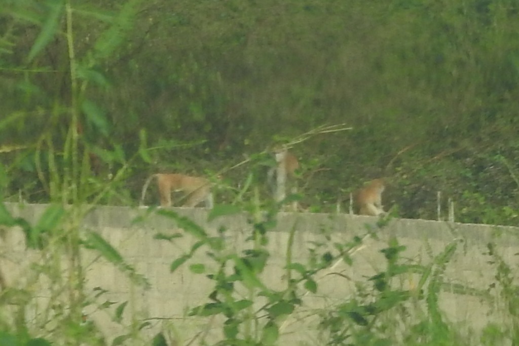 Image of Patas Monkey