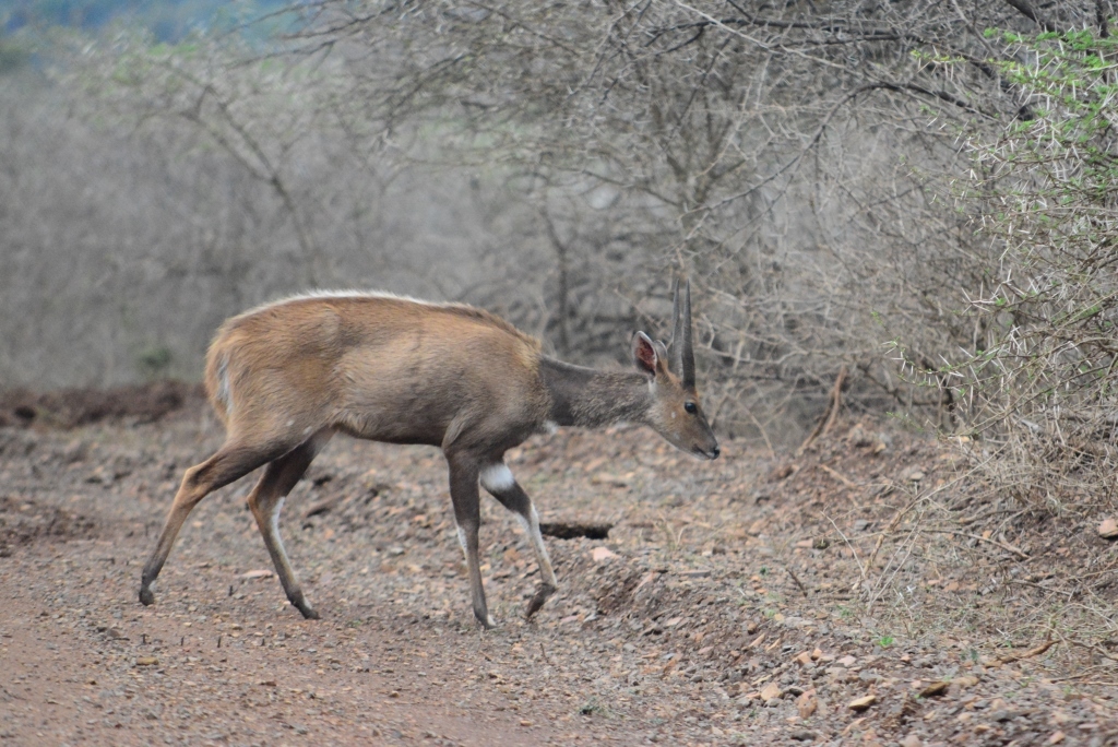 Image of Bushbuck