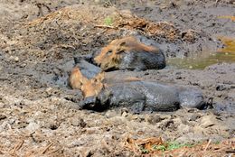 Image of Common Warthog