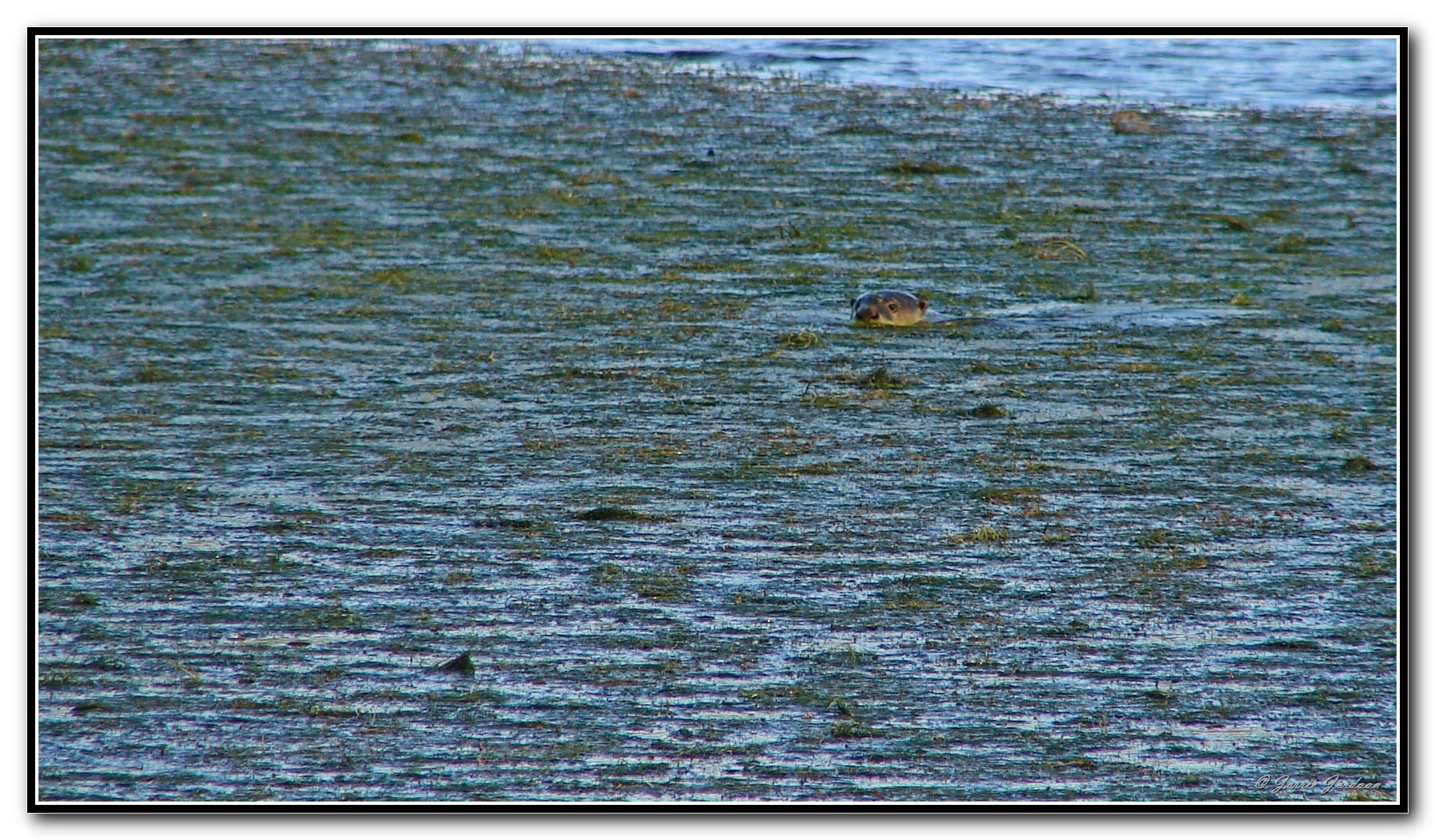 Image of African Clawless Otter