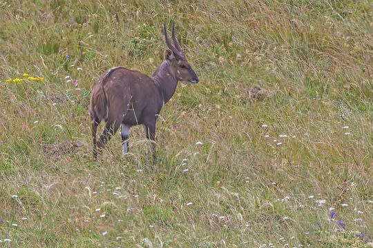 Image of Bushbuck