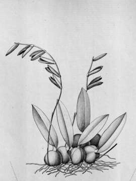 Image of Bulbophyllum plumosum (Barb. Rodr.) Cogn.