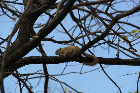 Paraxerus cepapi (A. Smith 1836)的圖片