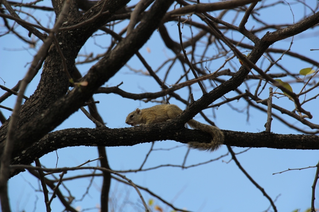 Paraxerus cepapi (A. Smith 1836)的圖片