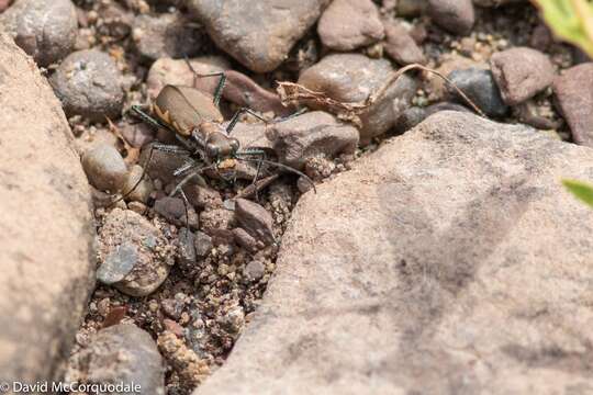 Image of Cobblestone Tiger Beetle