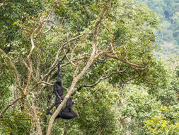 Image of chimpanzee