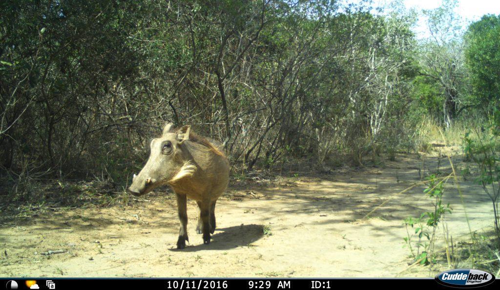 Image of Common Warthog