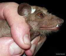 Image of Wahlberg's Epauletted Fruit Bat