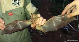 Image of Wahlberg's Epauletted Fruit Bat