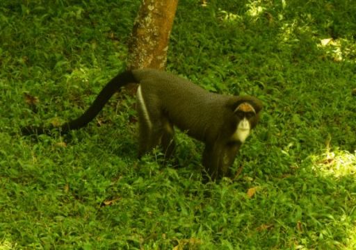 Imagem de Cercopithecus neglectus Schlegel 1876