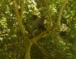 Cercopithecus neglectus Schlegel 1876 resmi