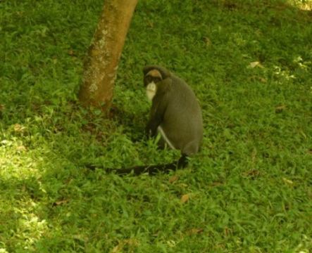 Imagem de Cercopithecus neglectus Schlegel 1876