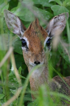 Image of Cavendish's Dikdik