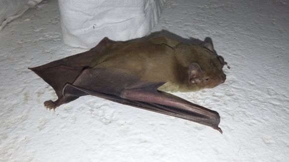 Image of African Yellow Bat