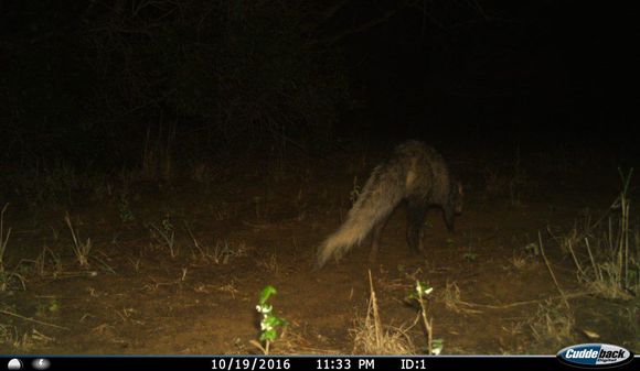 Image of White-tailed Mongoose