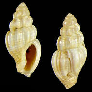 Image of Antillophos monsecourorum Fraussen & Poppe 2005