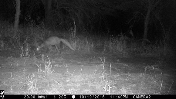 Image of White-tailed Mongoose