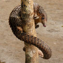 Image of Tree Pangolin