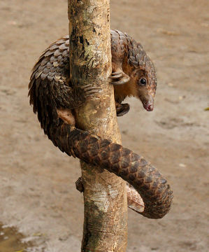 Image of pangolins