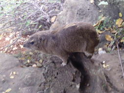 Image of Bush Hyrax