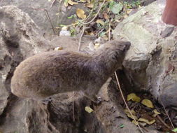 Image of Bush Hyrax